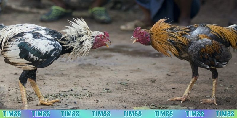 Cập nhật kèo đấu đa dạng để người chơi đặt cược