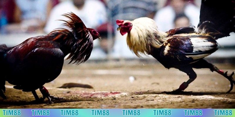 Đá Gà Tim88