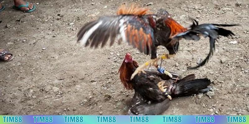 Vừa giải trí vừa cá cược nhận thưởng lớn