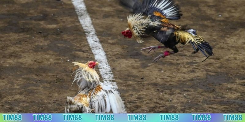 Xem tường thuật trực tiếp rõ ràng trên đá gà Tim88